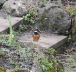 Redstart April 2022h.JPG