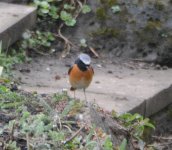 Redstart April 2022j.JPG