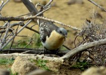 Great spotted cuckoo (Clamator glandarius) Molivos - Eftalou area 120422 2 cc Stefanos Karafyl...jpg