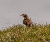 Bird1-gigapixel-standard-scale-2_00x-cropped.jpg