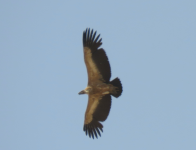 white-backed vulture1.png