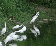 DSC03573 Little Egret & Chinse Pond Heron @ San Tin bf.jpg