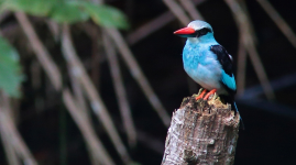Blue breasted kingfisher.png