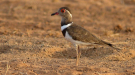 Forbes plover.png