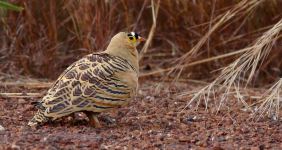 Four banded sandgrouse.png