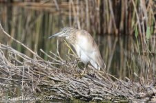 Squacco-heron.jpg