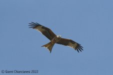 Red-Kite.jpg