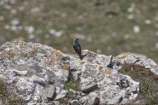 Rock-Thrush.jpg