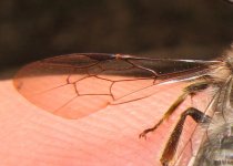 A. clarkella forewing venation.jpg