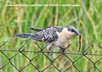 Great spotted cuckoo Kalloni Salt Pans 170422 cc Mirsini Kladogeni.jpg