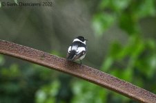 collared-flycatcher2.jpg