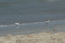 Sand-Plover 2.JPG