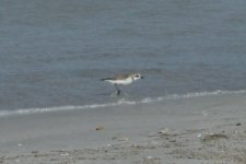 Sand-Plover 5.JPG