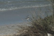 Sand-Plover 7.JPG