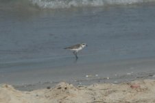 Sand-Plover.JPG