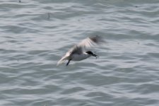 Tern Flying 3.JPG