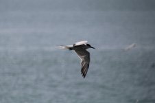 Tern Flying 4.JPG