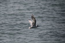 Tern Flying 8.JPG