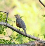 Grey-backed Thrush, IS7A5636.JPG