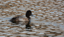 Scaup.PNG