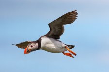 Puffin Farnes 1.jpg