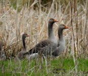 BF Greylag 1 May 2022.jpg