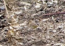 Palm warbler - proof shot only - April 20 2022.jpg