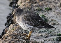 1.PurpleSandpiper.JPG