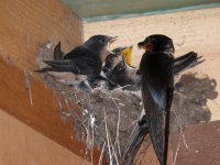 temp Barn Swallow1b 1.jpg