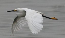 2.SnowyEgret.jpg