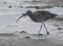 Budle-curlew-oct-08.jpg