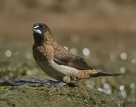 wr munia.E420.25mm.sw20x_7246942.jpg