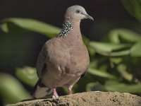 spotted dove.E420.25mm.sw20x_7247626.jpg