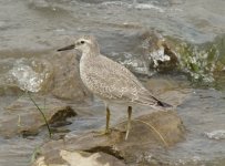 Red Knot.jpg