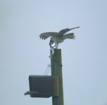 Osprey Coly Common.jpg