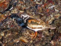 M6_Turnstone.jpg