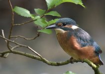 Kingfisher.jpg