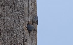 ZD Corsican Nuthatch D - Copy.jpg