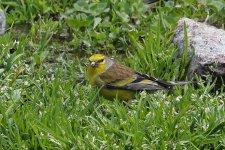 AAB Citril Finch Gorges de la Restonica.jpg