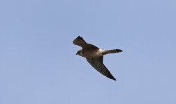 Red-footed Falcon 008.jpg