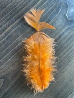 Orange feather.jpg