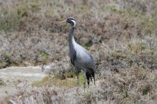 Demoiselle Crane cy 1.jpg