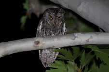 Cyprus Scops Owl cy 3.jpg
