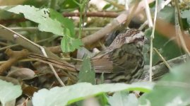 Sparrow 1a P1200804.JPG