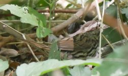 Sparrow 1b P1200805.JPG