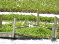 BF Black-headed Gull on raft.JPG