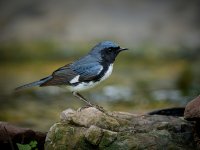 Black-throated Blue Warbler 2.jpg