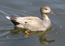 possible gadwall hybrid 001.jpg