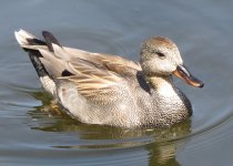 possible gadwall hybrid 002.jpg