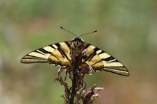 Scarce Swallowtail cr 1.jpg